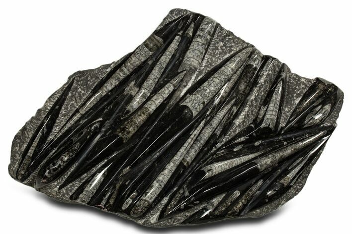 Polished Fossil Orthoceras (Cephalopod) Plate - Morocco #338414